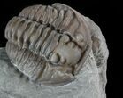 Flexicalymene Trilobite In Shale - Ohio #52672-1